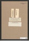 Navicula sp. (de-Toni-Nr.: Genus 1) Zeichnungen Sammlung Grunow Nr. 1595 (NHMW-BOT-W0368137)